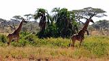 TANZANIA - Serengeti National Park - Giraffe - 8